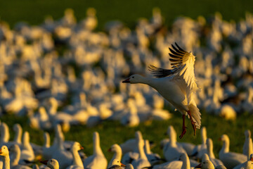 Snow Geese in flight