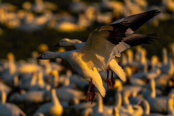 Snow Geese in flight