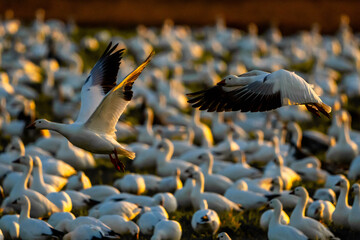 Snow Geese in flight under sunset light