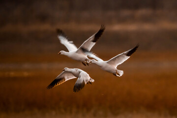 Snow Geese in flight under sunset light