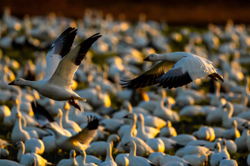 Snow Geese in flight