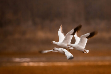 Snow Geese in flight under sunset light