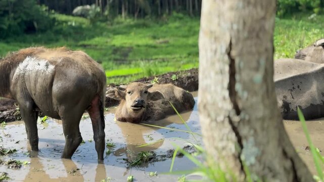Cinematic video of a buffalo calf enjoying a refreshing mud bath in a lush green rural landscape. Best nature animal wildlife clips.