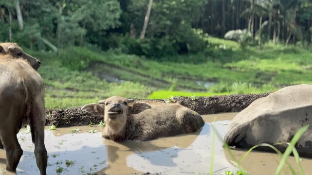 An adorable water buffalo calf enjoys a mud bath in a sunny tropical wetland with his herd. Best nature animal wildlife clips.