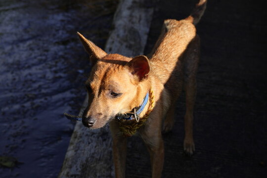 stray, mixed-breed (mutt), dog on the road