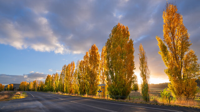 Low angled view of a row of roadside poplars trees in Autumn colours backlit by a setting Sun