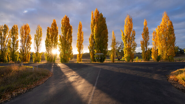 Low angled view of a row of roadside poplars trees in Autumn colours backlit by a setting Sun