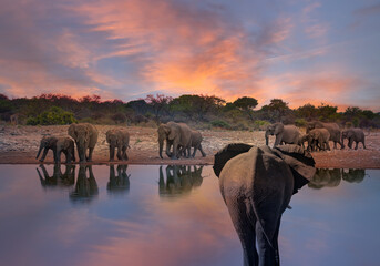 Rear view of African Elephant walking along african savannah isolated on white background - A group of elephant families go to the water's edge for a drink - Etosha National Park, Namibia © muratart