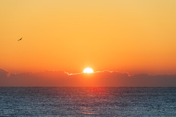 Sunrise Above Low Cloud Bank With Bird Silhouette