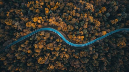 Winding road through autumn forest