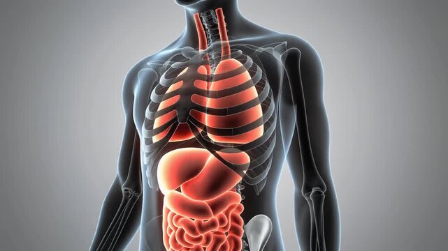 3D rendered medical animation of a man, transparent human body revealing internal organs