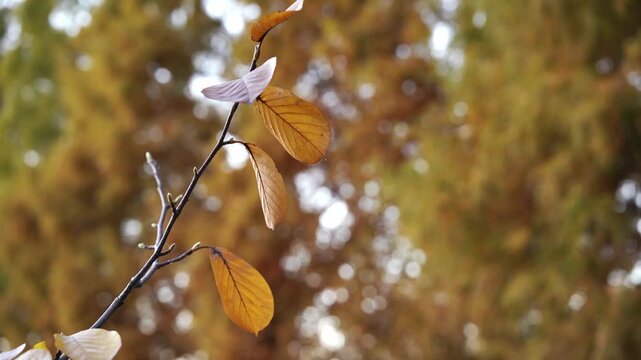 Japanese Nature: The Japanese Beech Leaves During Autumn