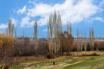 Field of trees with a person walking through it
