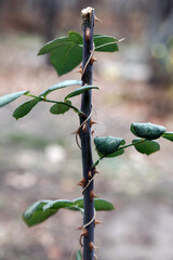 A thorny rose branch in the fall in the wild. Pruning rose branches before winter.