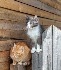 Two beautiful country cats sit on a fence and gaze into the distance. A funny scene of peace and tranquility.