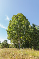 Obraz premium In a field, under a clear blue sky, stands a large birch tree. The tree is surrounded by a grassy lawn, and there are no other trees in the photo.