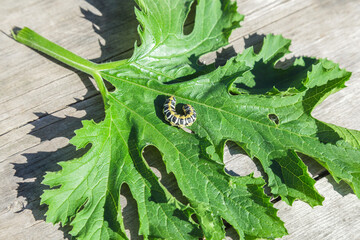 Caterpillar is on a leaf. The caterpillar is black and white. The leaf is green