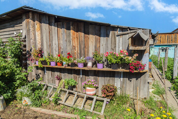 Wooden shed with a shelf full of potted plants