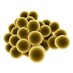 Close-up of a cluster of yellow spheres resembling microorganisms or cells