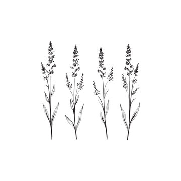 Hoary Vervain icon line art wildflower