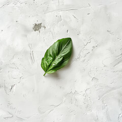 Solitary aromatic basil leaf