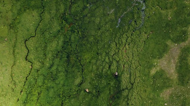 River Through Greenery Meadows Near Valleys In Kyrgyzstan. Aerial Topdown Shot