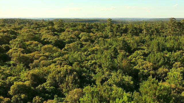 Cinematic forward drone glide over the dense, intense green trees of the Misiones rainforest (Selva Misionera), extending towards the horizon under a clear blue sky before sunset.