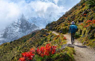 Foreground with red leaves in focus. In softly blurred background, Hikers walks along on mountain trail during their trek to Everest Base Camp, Nepal.