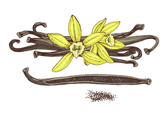 Vanilla hand drawn vector plant