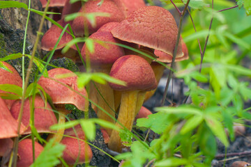 A family of inedible orange mushrooms