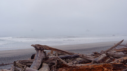 Massive weathered driftwood logs on the misty shore of Ruby Beach, Olympic National Park, Washington State, USA