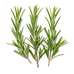Green rosemary herbs isolated on transparent background