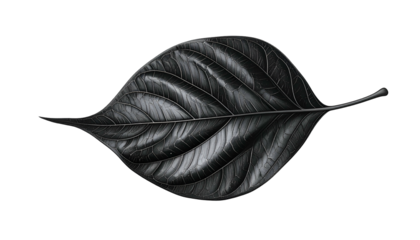 Dark, textured leaf against black, showcasing detailed veins and a glossy sheen
