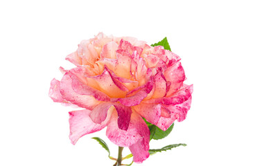 Fototapeta premium Bright rosebud with delicate petals on white background
