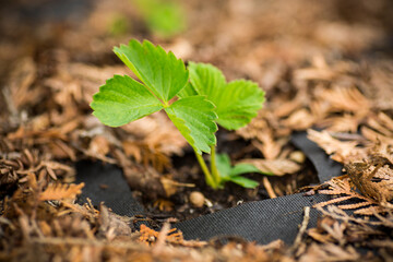 Young strawberry seedling growing through garden soil mulch