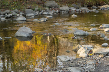 Shallow, rocky bed of fast-flowing mountain river reflects golden autumn trees, smooth stones are scattered along water's edge, and surface is disturbed by gentle ripples.