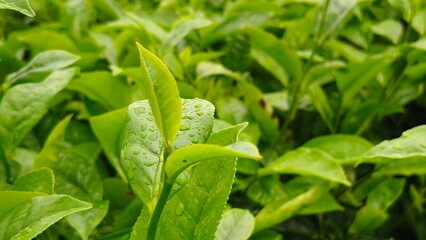 Fresh green tea leaves with water droplets, growing in a lush plantation, symbolizing nature, freshness, and sustainable agriculture.