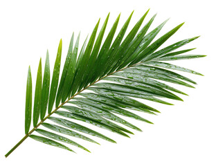 Obraz premium A vibrant, close-up shot of a single, fresh, green palm leaf, isolated on a black background