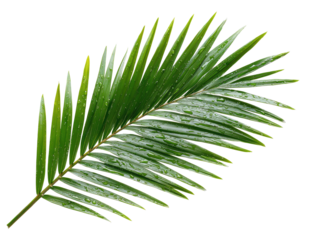 A vibrant, close-up shot of a single, fresh, green palm leaf, isolated on a black background