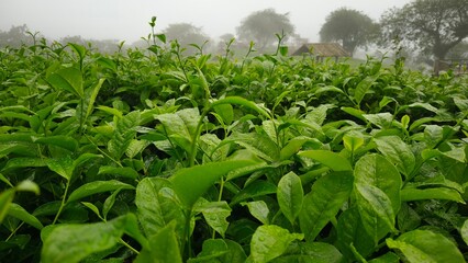 Fresh green tea leaves with water droplets, growing in a lush plantation, symbolizing nature, freshness, and sustainable agriculture.