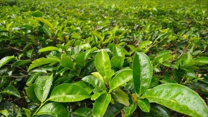 Fresh green tea leaves with water droplets, growing in a lush plantation, symbolizing nature, freshness, and sustainable agriculture.
