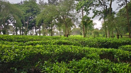 Neat rows of green tea plants beneath tall shade trees create a peaceful plantation landscape rich in freshness and natural harmony.