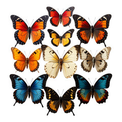 thoughtful Set of colorful vector butterfly illustrations featuring beautiful monarch and morpho wings for summer nature design