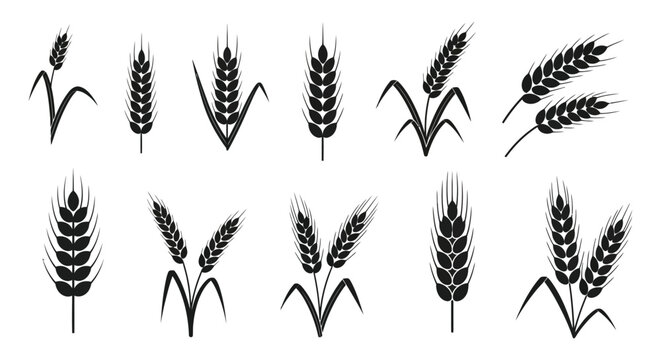 A collection of various wheat stalks depicted in a striking black and white silhouette