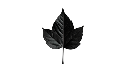A singular, grayscale leaf with split lighting, centered on a stark, black background
