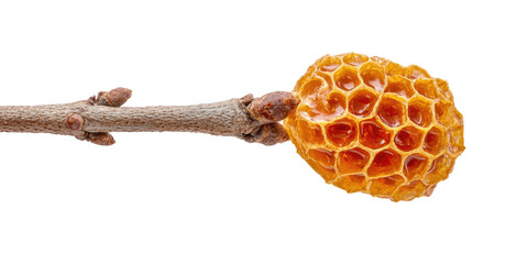 A close-up shot of a small, dried honeycomb attached to a twig on a black background