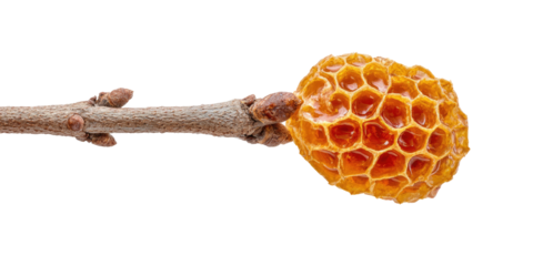 A close-up shot of a small, dried honeycomb attached to a twig on a black background