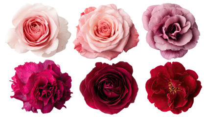 A collection of six vibrant blooms, showcasing diverse hues and textures, on a stark black backdrop