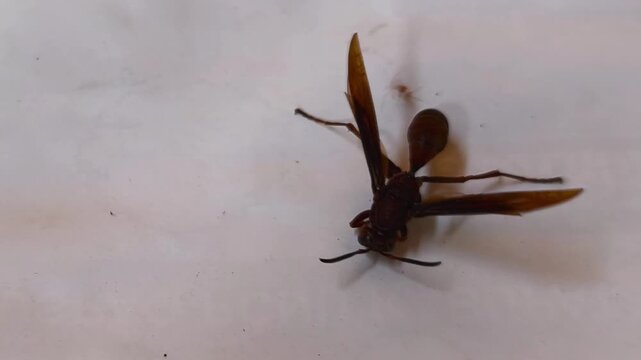 Injured wasp lying helpless while red ants aggressively attacking on white surface