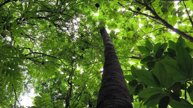 Tall tropical palm tree with fan leaves reaching toward the sky.